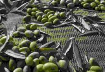 Al via tra pochi giorni “Frantoi Aperti”, ecco il fitto programma della 24^ edizione