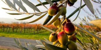 Torna la “Coratina in festa”, l’evento dedicato all’olio extravergine della celebre cultivar autoctona