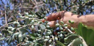 “Sogni nelle notti di mezza estate”, il programma completo della XXI edizione