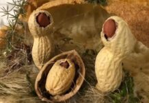 Mostra presepiale di arte e fantasia dall’8 dicembre in via Duomo