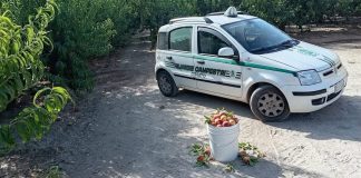 Furto di pesche sventato in contrada Coppa di Zezze a Corato